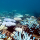 This section of the Great Barrier Reef highlights that certain species (white ones) are more affected by bleaching events than others.